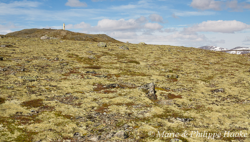 Dovrefjell 1997.jpg - Sol recouvert de mosaïques de lichens. Dovrefjell, près de la cabane du Tverrfjell (Norvège, juin 2012)